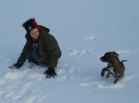 Amerikansk staffordshire terrier Diana - Ude og lege i sneen vinter 2005 billede 6