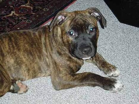 Amerikansk staffordshire terrier Diana - 3 måneder billede 7