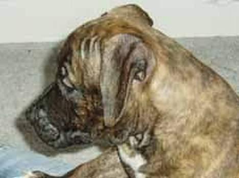 Amerikansk staffordshire terrier Diana - 8 uger gammel billede 8