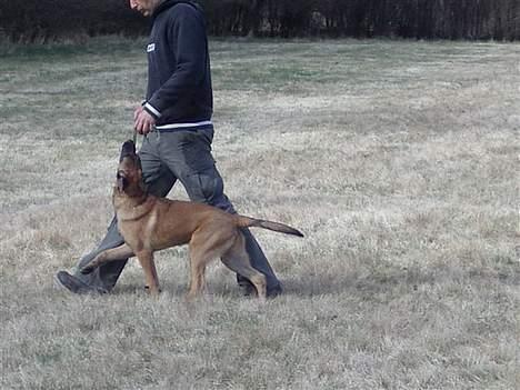 Malinois Gallus billede 3