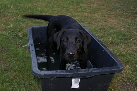 Labrador retriever Brown Hunt's Jolly Roger - Vand ... jubiiii billede 9