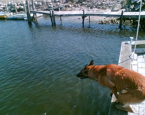Malinois Gallus - spring billede 4