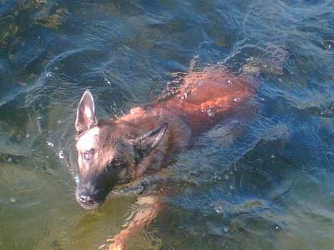 Malinois Gallus billede 5