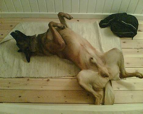 Malinois Gallus - sover ikke i sengen billede 6