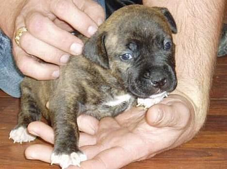 Amerikansk staffordshire terrier Diana - 3 uger gammel billede 9