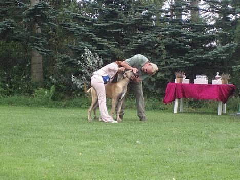 Grand danois Ozzy - Så bliver jeg bedømt. en 2. præmie er da ikke dårligt :-) billede 17