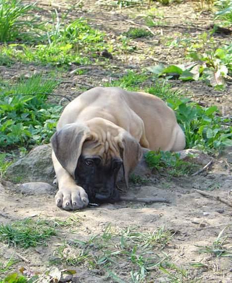 Grand danois Ozzy billede 18