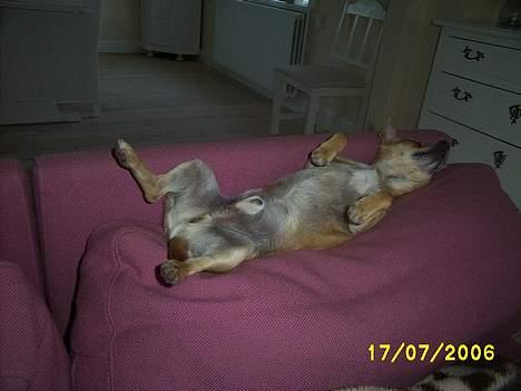 Chihuahua Rex - Det er nu dejligt med en lille lur her på sofaen.... billede 13