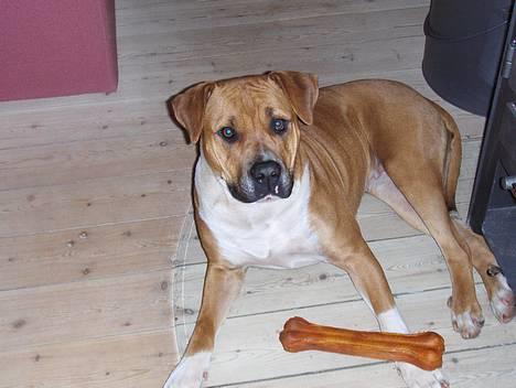 Blanding af racer Tazzi, Amstaff/am bulldog - Billed fra den 8 marts 2007. Ligger lige og nyder mit ben jeg har fået i fødselsdags gave idag. billede 12