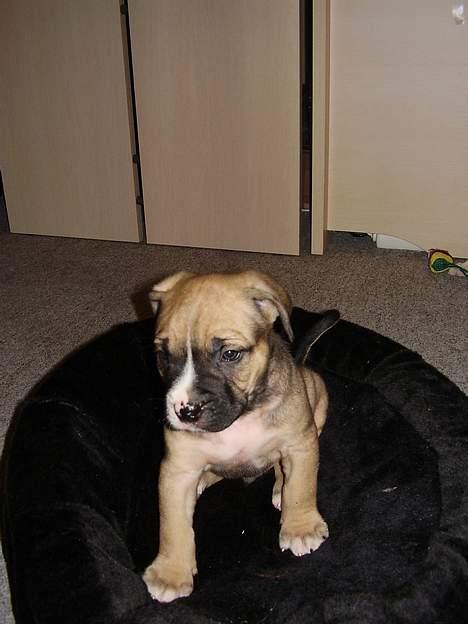 Blanding af racer Magnum billede 1