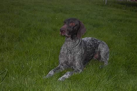 Korthåret hønsehund Debbie - Træning i haven,  billede 10