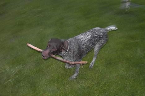 Korthåret hønsehund Debbie - Jeg fik den ! billede 11