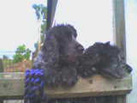 Cocker spaniel Rosa - Rosa og Bette soffi (: billede 5