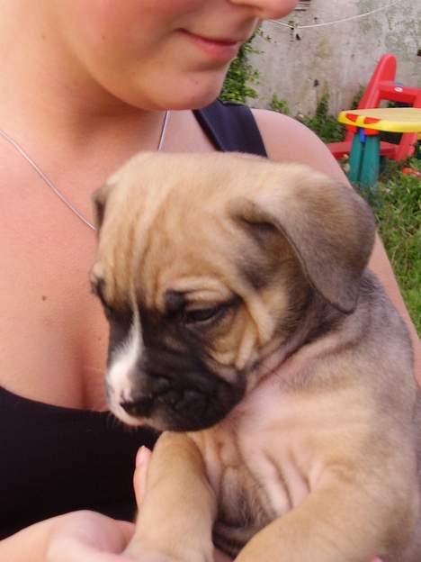 Blanding af racer Magnum billede 2