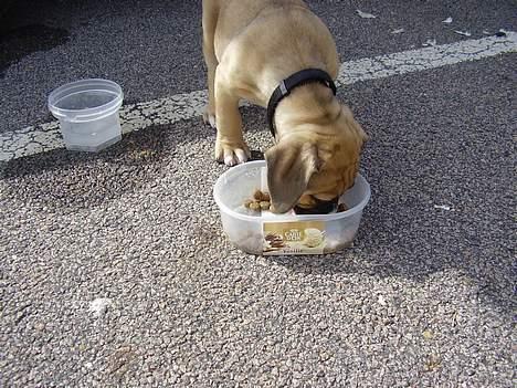 Blanding af racer Magnum billede 3