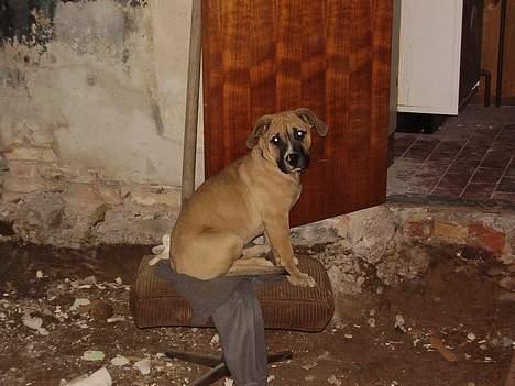 Blanding af racer Magnum billede 5