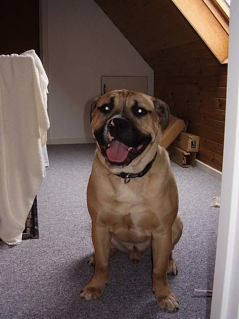 Blanding af racer Magnum billede 6