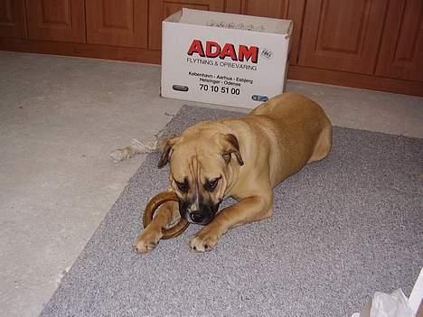 Blanding af racer Magnum billede 7