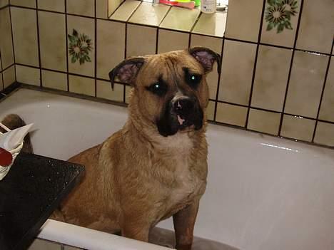 Blanding af racer Magnum billede 8