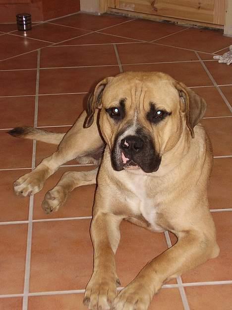 Blanding af racer Magnum billede 9