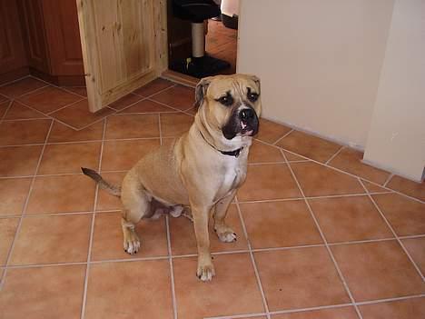 Blanding af racer Magnum billede 10