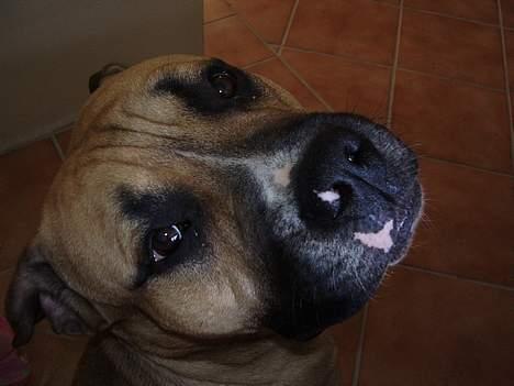 Blanding af racer Magnum billede 11