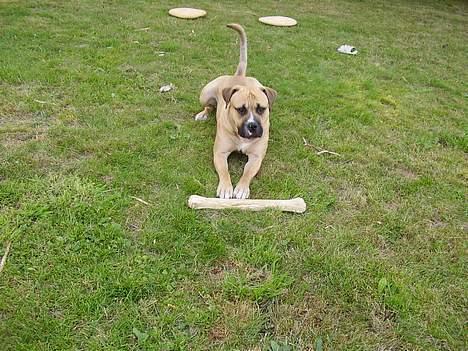 Blanding af racer Magnum billede 12