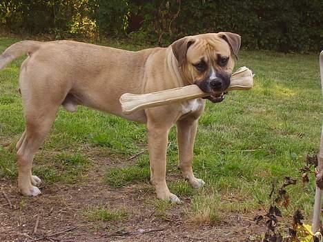 Blanding af racer Magnum billede 13