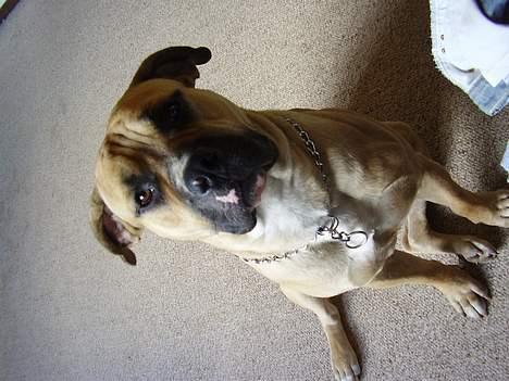 Blanding af racer Magnum billede 14