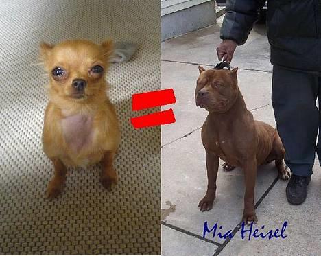 Chihuahua Jason - Hvil i fred <3 - min "STOOORE" Pitbull ;o) så farlig ! 8D billede 13
