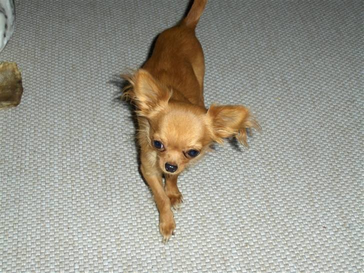 Chihuahua Jason - Hvil i fred <3 - på vandring i stuen.. billede 14