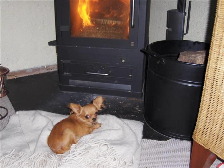 Chihuahua Jason - Hvil i fred <3 - mig foran brændeovnen aaaah lækkert:O) billede 15