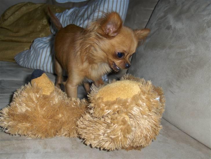 Chihuahua Jason - Hvil i fred <3 - vogter lige bamsen så den ikke stikker af.. billede 16