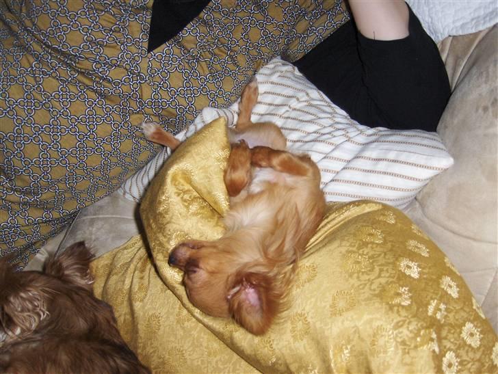 Chihuahua Jason - Hvil i fred <3 - er lige gået kold.. billede 17