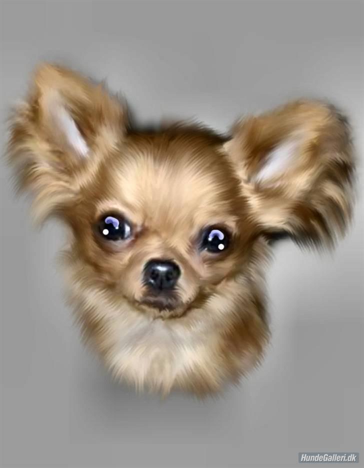 Chihuahua Jason - Hvil i fred <3 - lavet af maxi og silches mor:O) billede 18