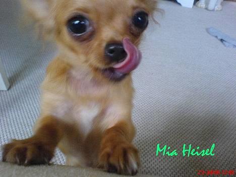 Chihuahua Jason - Hvil i fred <3 - den lille slikkefrans :)  billede 19