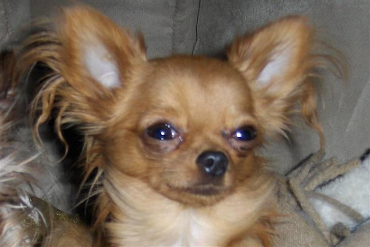 Chihuahua Jason - Hvil i fred <3 - tak fordi i gad at kigge min profil.. billede 20