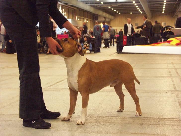 Amerikansk staffordshire terrier Tabu (RIP 16 oktober 2008) - Tabu i Herning, Jeniki var så sød at handle ham for mig billede 13