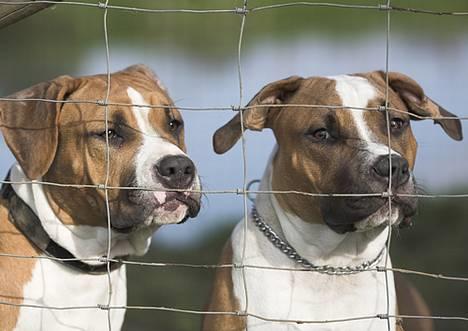Amerikansk staffordshire terrier Tabu (RIP 16 oktober 2008) - Tabu og hans bror Caiser hos Kisser billede 14