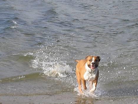 Amerikansk staffordshire terrier Tabu (RIP 16 oktober 2008) - hej mor, jeg kommer nu billede 15