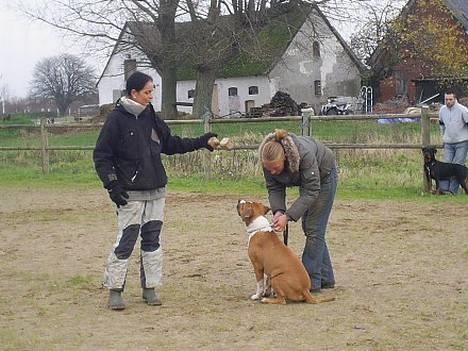 Amerikansk staffordshire terrier Tabu (RIP 16 oktober 2008) - jaja smid nu den apport, jeg ved hvad jeg skal, smid den nu Kisser billede 16