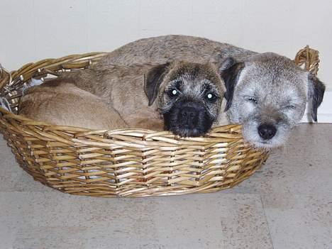 Border terrier Lutra's Victory ( Vicks ) - Altid hyggeligt at tage en slapper med oldemor Coco..  billede 1