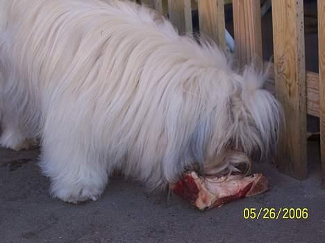 Lhasa apso Fabricius´s Hugo - Får lige et ben.. billede 5