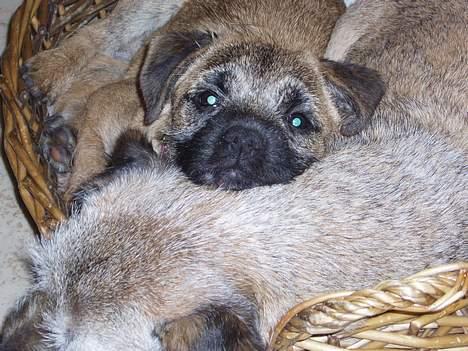 Border terrier Lutra's Victory ( Vicks ) - Hun er en god hovedpude.... billede 2