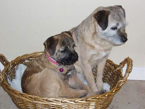 Border terrier Lutra's Victory ( Vicks ) - Vicks og oldemor billede 3