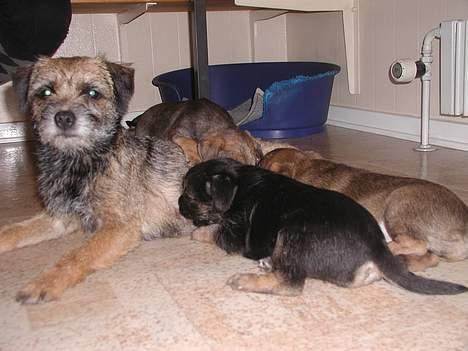 Border terrier Lutra's Victory ( Vicks ) - Lige en lille slurk ved mor og så på farten igen..Vicks er den lyse længst til højre... billede 5