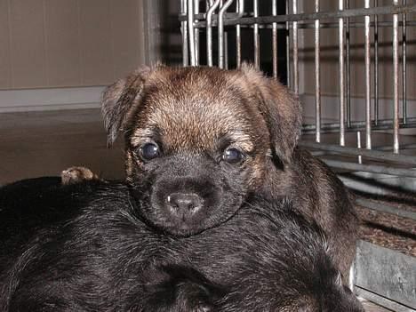 Border terrier Lutra's Victory ( Vicks ) - Havde allerede en vane med at bruge andre til hovedpude fra helt lille... Her er det søsterern Venus der bliver brugt.. billede 6