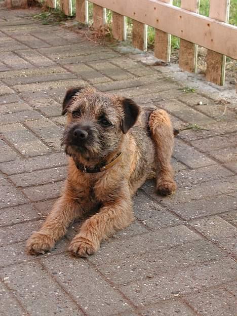 Border terrier Lutra's Victory ( Vicks ) - Ligner jeg far eller hvad..?? billede 7