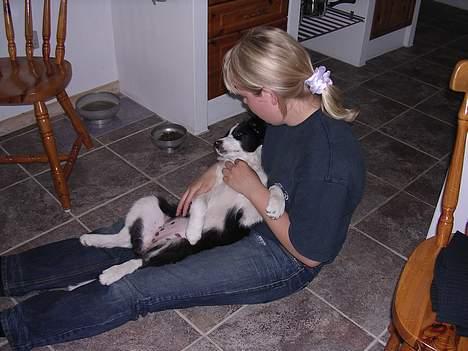 Border collie Ronja - Tid til lidt kærlig hygge billede 9