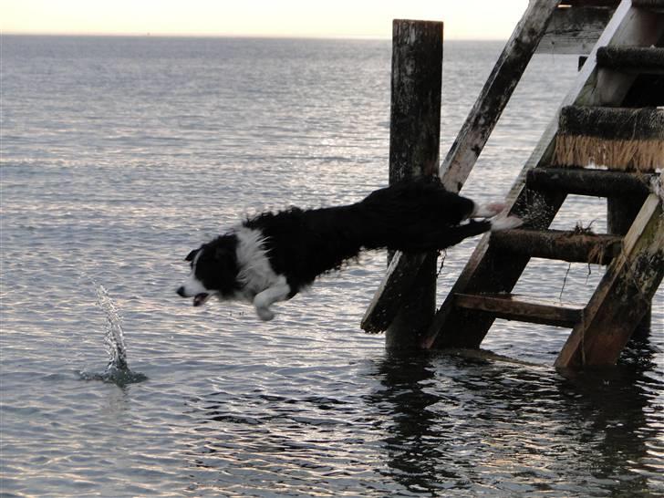 Border collie Ronja - Hovedspring! billede 10